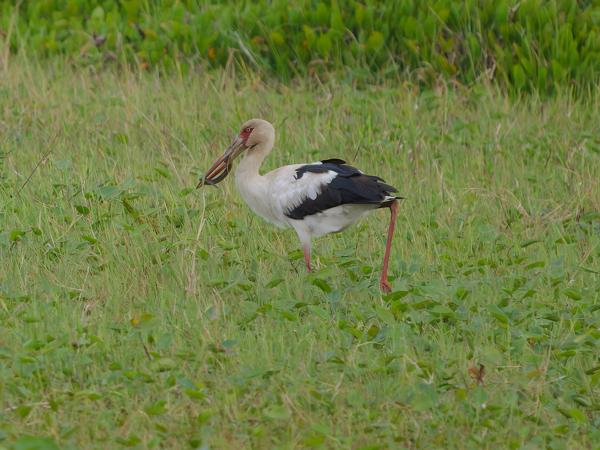 Magoeari (Ciconia maguari)